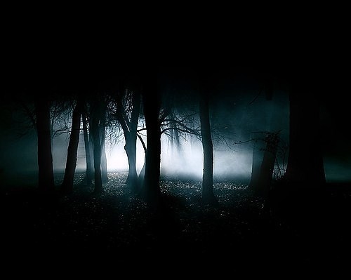 dark, forest and mist