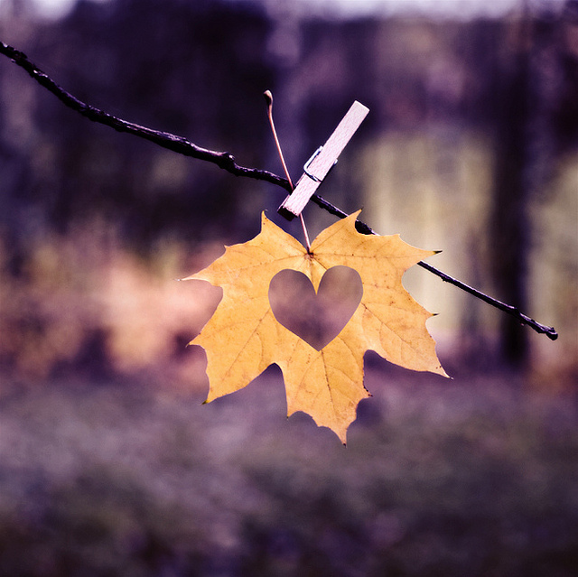 heart, leaf and love