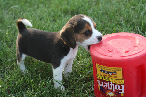 adorable, beagle and bite