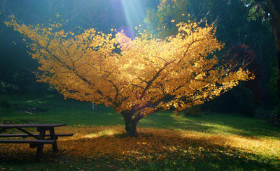 beautiful, color, colorful, green, leaves, light