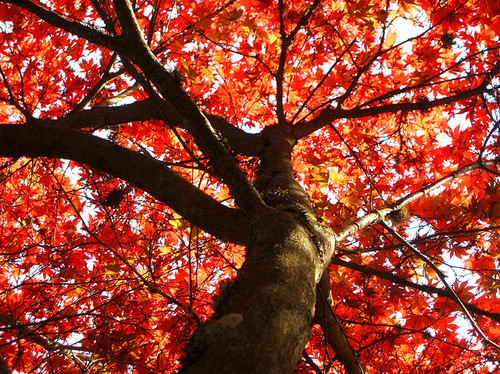 fall, leaf and nature