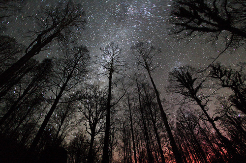 forest, night and sky