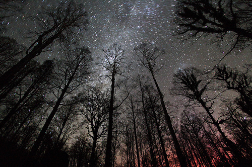 Trees Stars