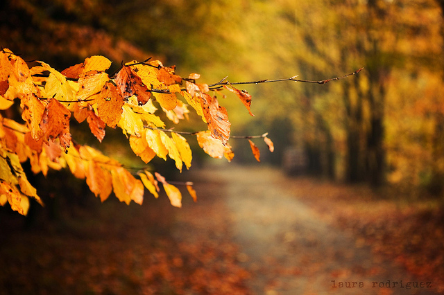 autumn, bokeh and fall