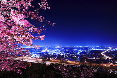 beautiful,  cherry blossoms and  flowers