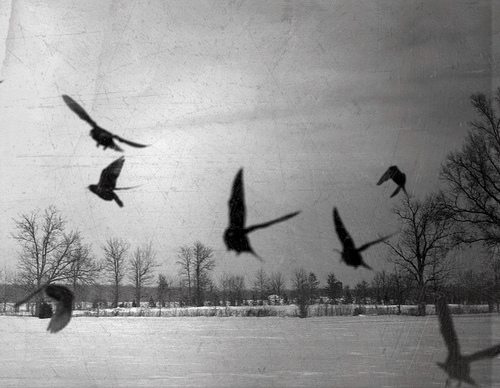 birds, black and white and nature