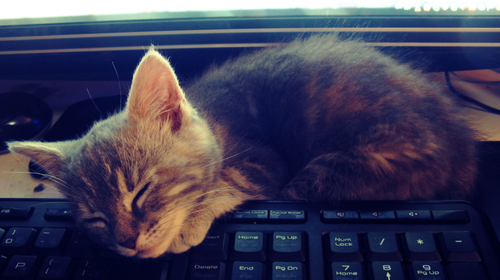 Keyboard Kitten