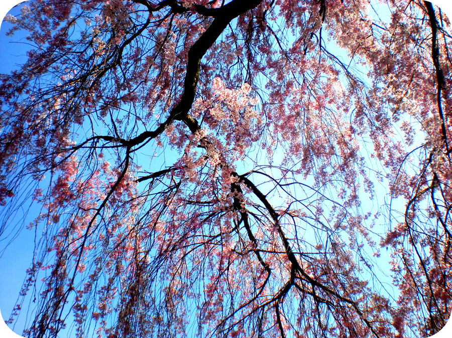 flowers, pink and pretty