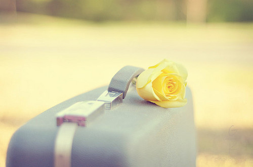 pretty, rose and suitcase
