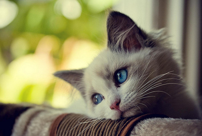 beautiful,  blue and  cat