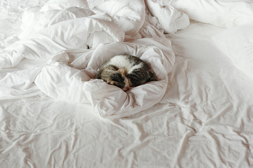 bed, bedding and cat