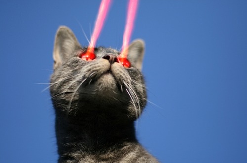 Cats Lasers