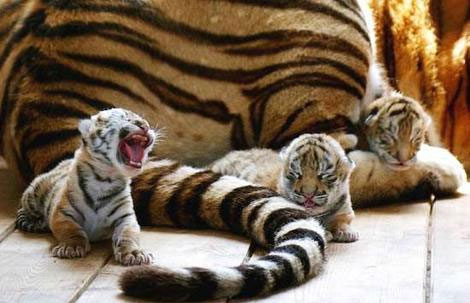 adorable, babies, cubs, cute, tiger, tigers