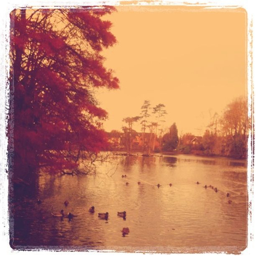 animals, animals swim, anmals, autumn, body, clouds