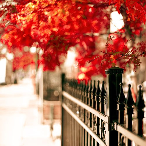 autumn, beauty and fall