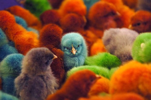 baby birds, birds, chicks, colored, colorful, colors