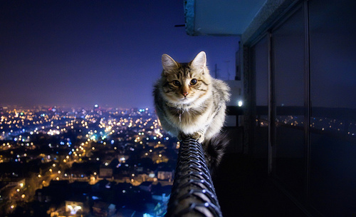 balcony,  cat and  cute