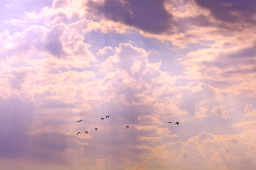 beautiful, birds, clouds, day, flying, light