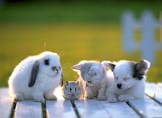 bunny,  cat and  cute