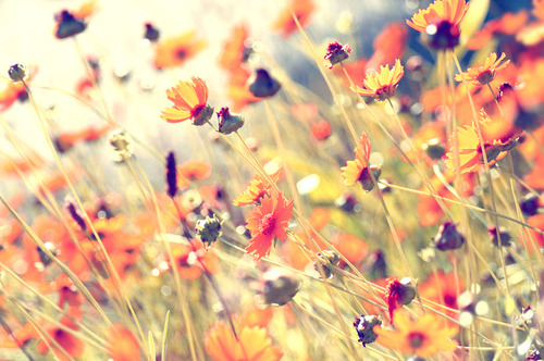 flowers, grass and nature