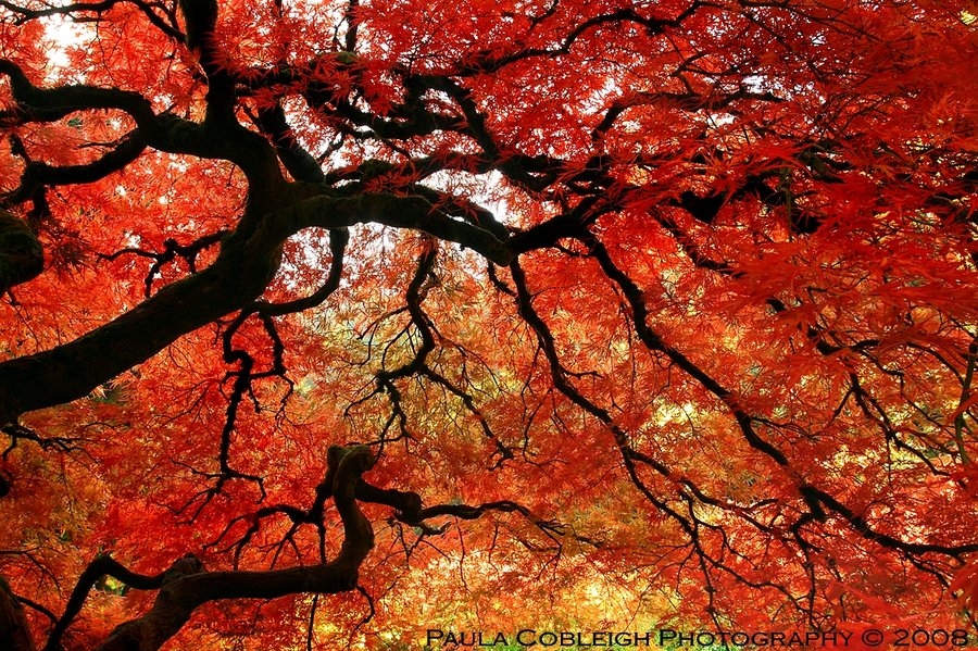 autumn, fall and japanese