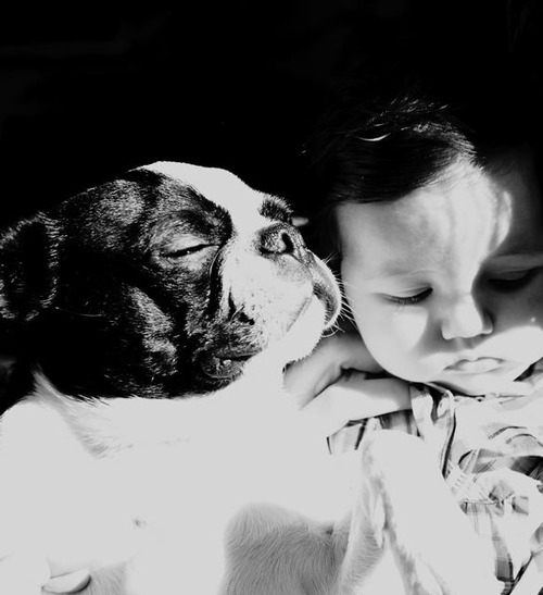 baby, black and white and boston terrier