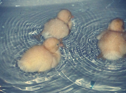 bathtub, chick, cute, duck, floating, very very very cute