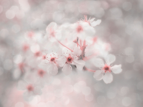 bokeh, cherry blossom and flower
