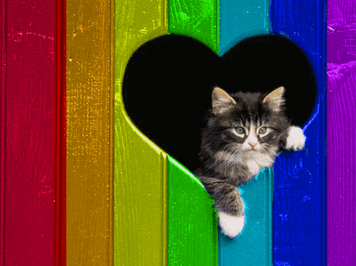 cat, cats and colorful