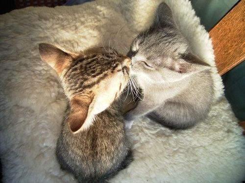cats, cute and kiss