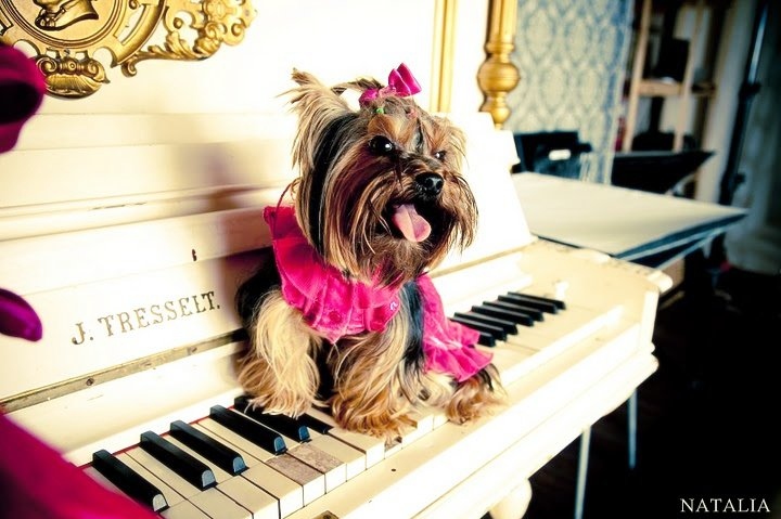 cute, dog and piano