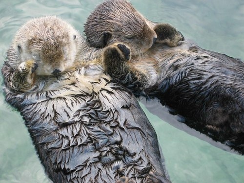 adorable, animal, animals, cute, holding hands, love