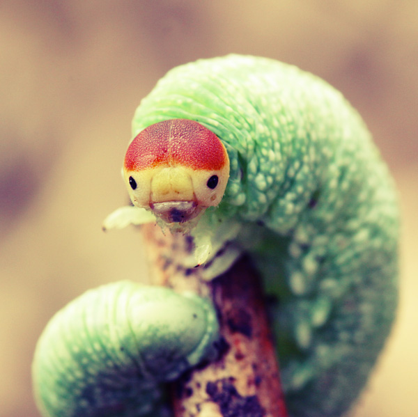 adorable, beautiful and big caterpillar