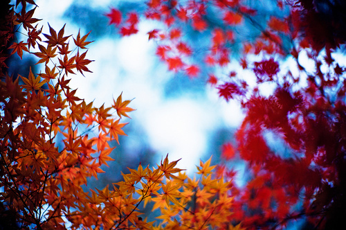 autumn, beauty and blue