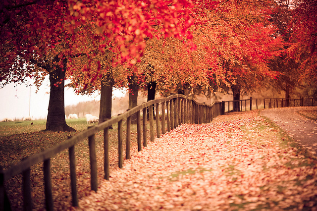 autumn, fall and nature
