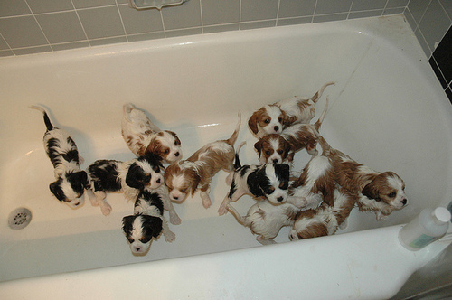 bathtub, cute and dog