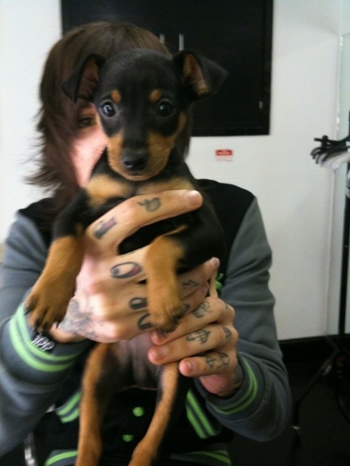bmth, dog and oli sykes