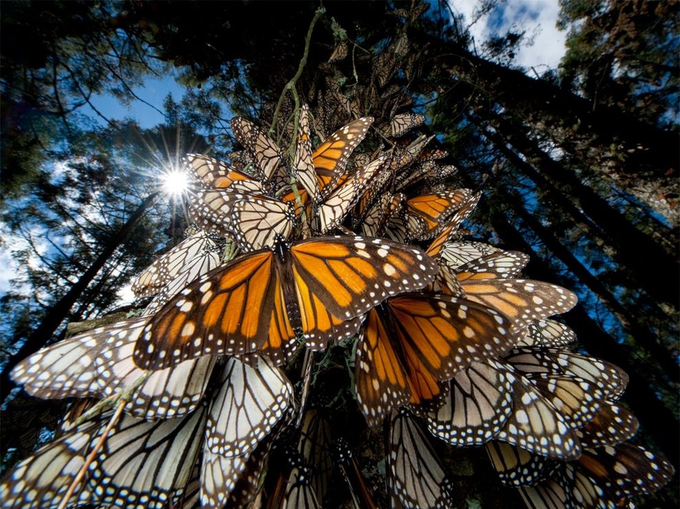 butterfly, forest and mexico