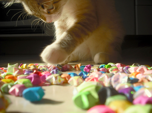 cat, colorful and cute