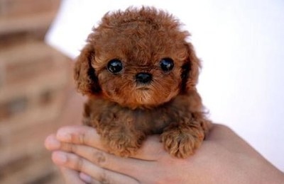 adorable, big, cute, dog, eyes, puppy