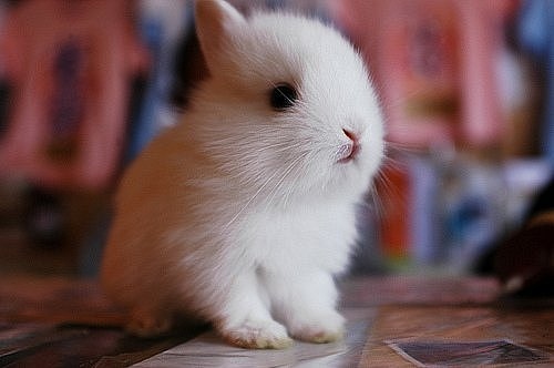 animal, cute and rabbit
