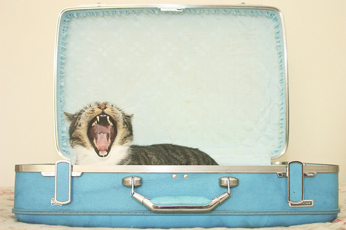 beauty, blue, cat, color, colorful, colors