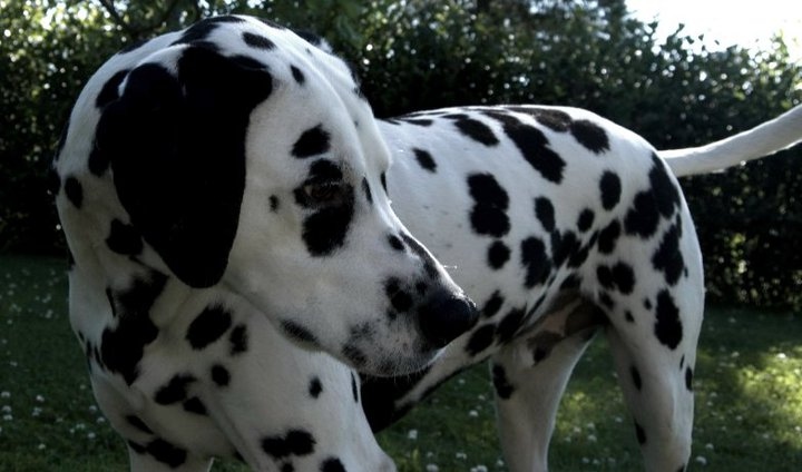 bestfriend, black and white and dalmatian