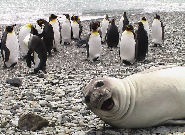 gray-happiness-lol-penguin-photobomb-seal-Favim.com-59278.jpg