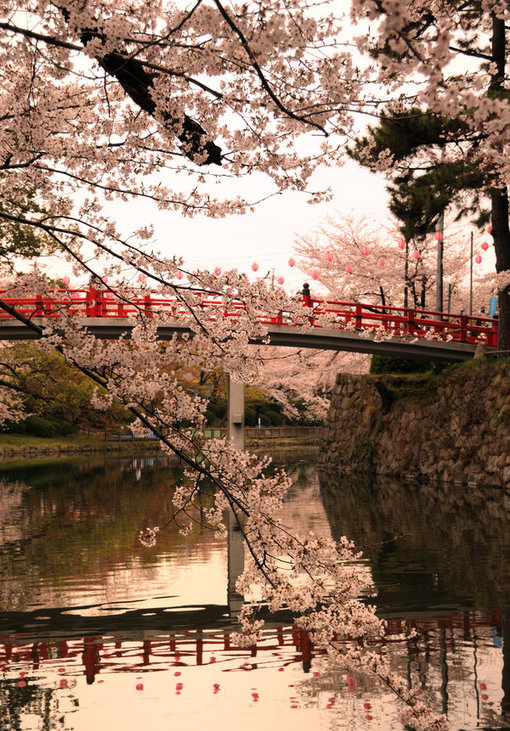 beautiful, bridge and flowers