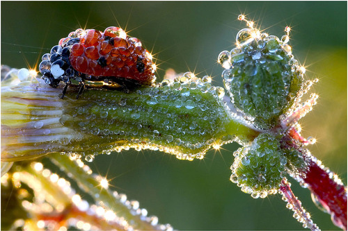 beautiful, dew and drops