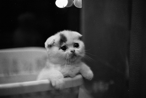 adorable, black and white and cat