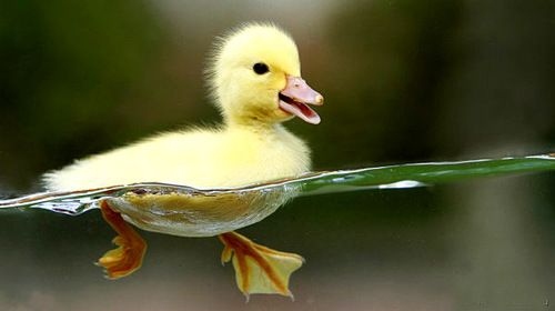 adorable,  cute and  duck