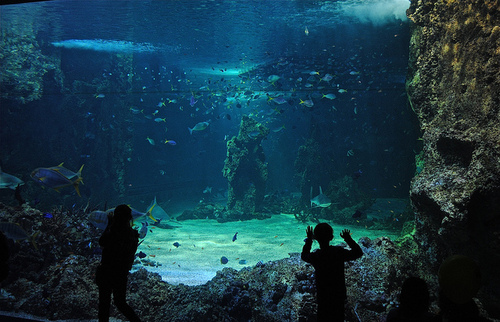 aquarium, blue, fish, fish tank, fishes, people