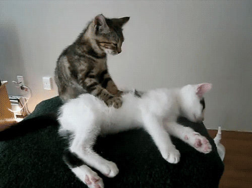 back rub, backrub and cats
